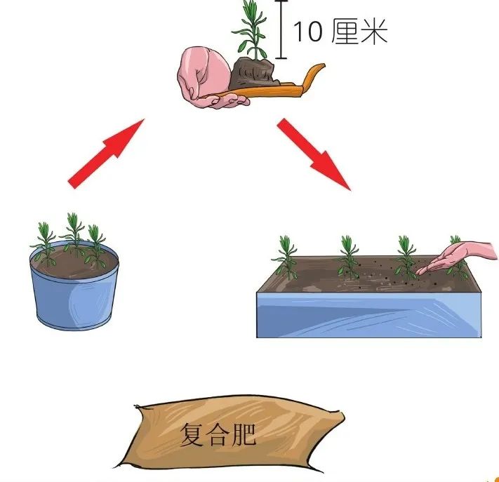 薰衣草种子（芳香四溢的薰衣草阳台上的种植方法）