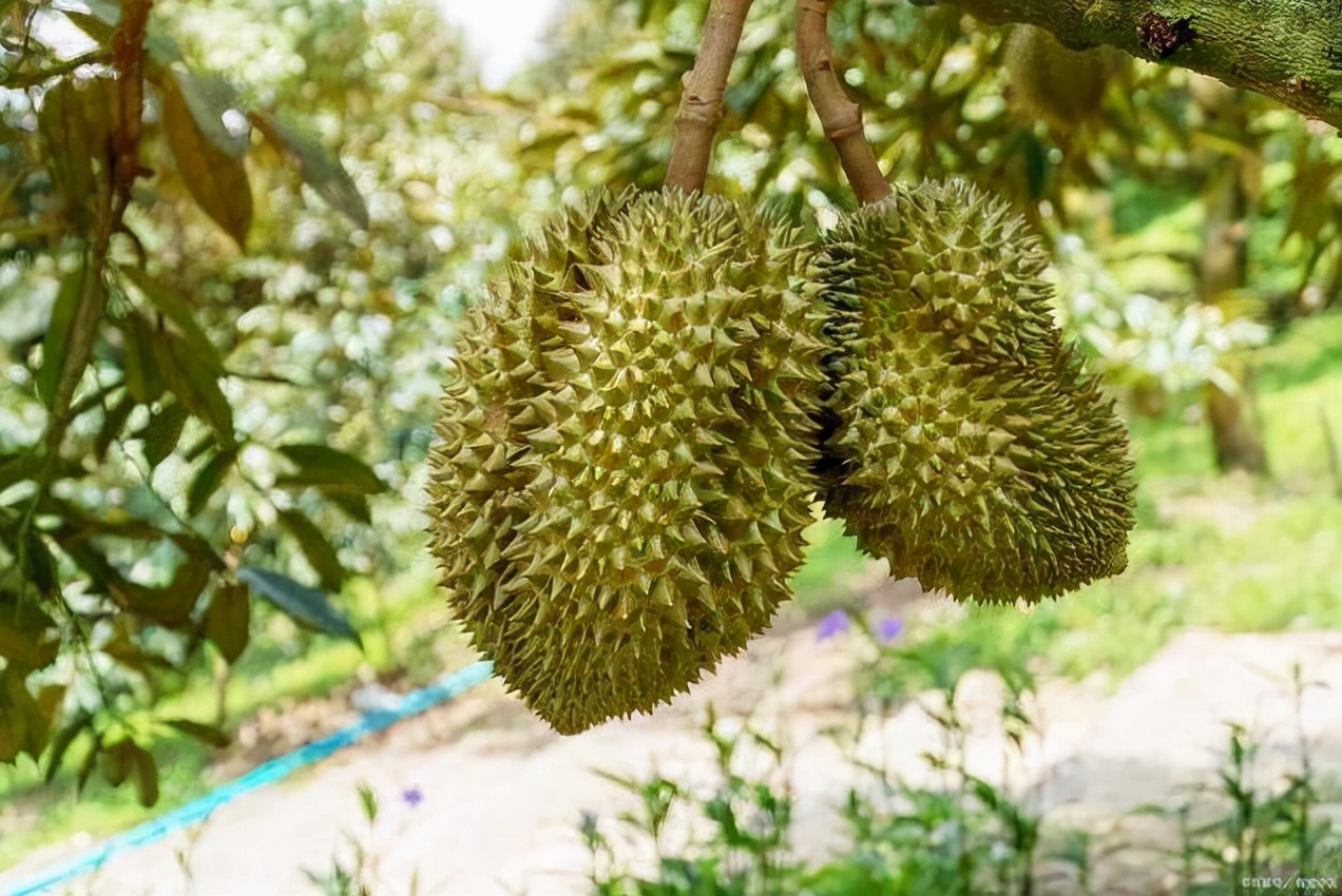 核桃是树上结的还是土里长（长在树上的4种食物）