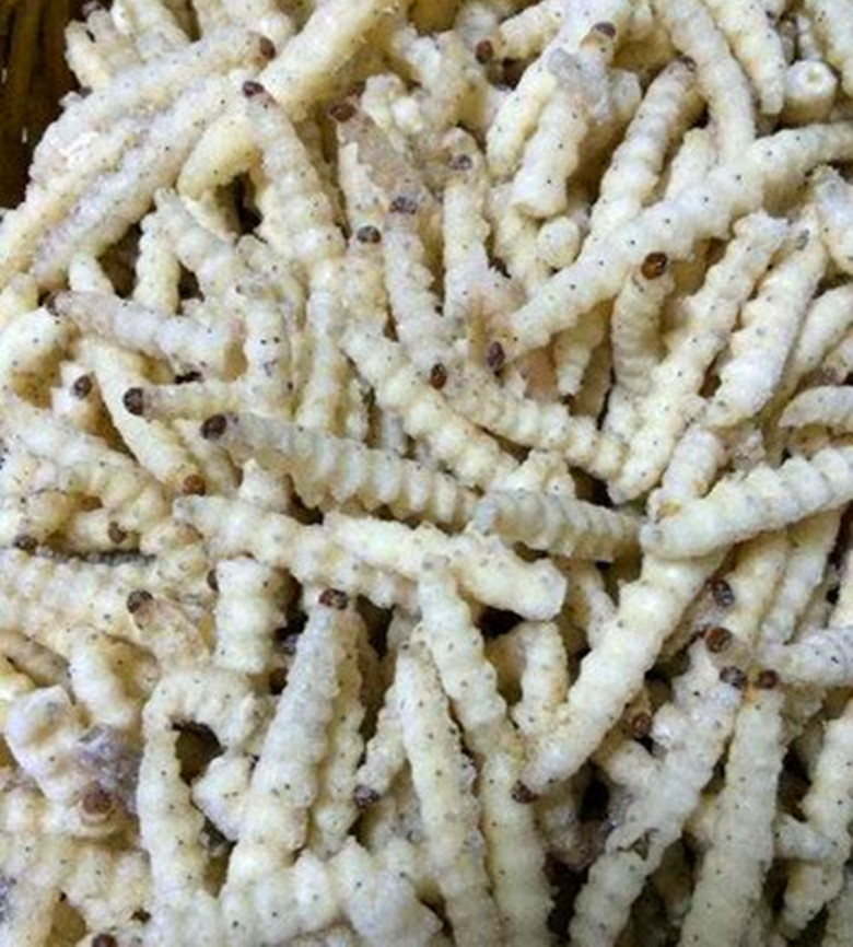 竹林里的这种虫子,如今一斤可卖50元,人工养殖前景如何呢?