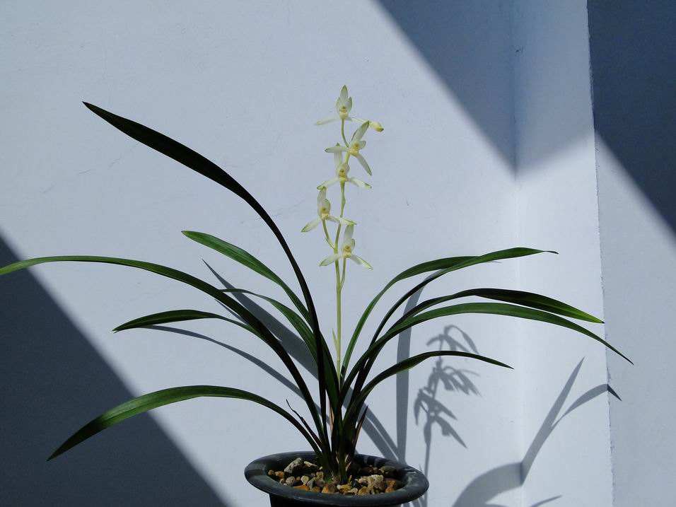 花中君子 | 100种名贵兰花图鉴