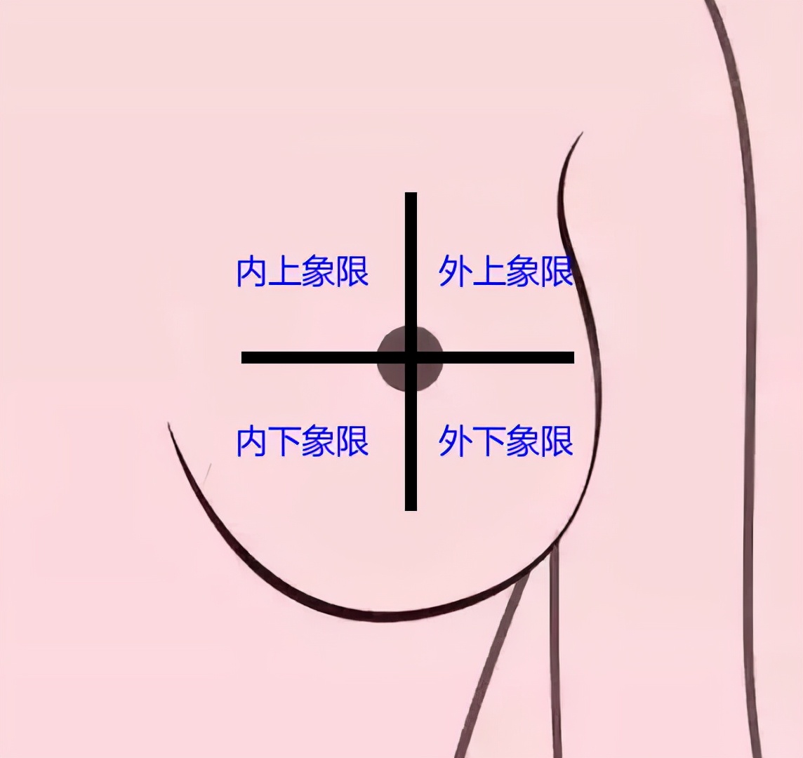 乳房分为4个象限图片图片