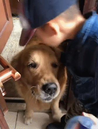 养狗多年的你，却不知道这些关于狗狗的“知识”？