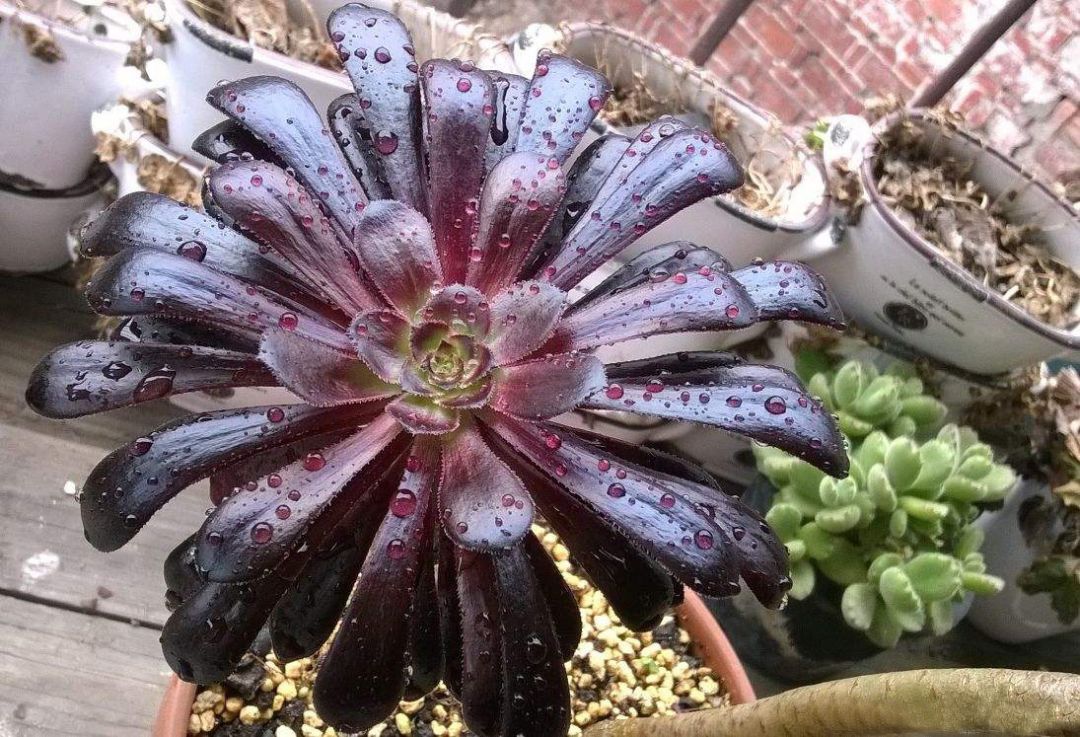 黑法师的花语_达一风水网