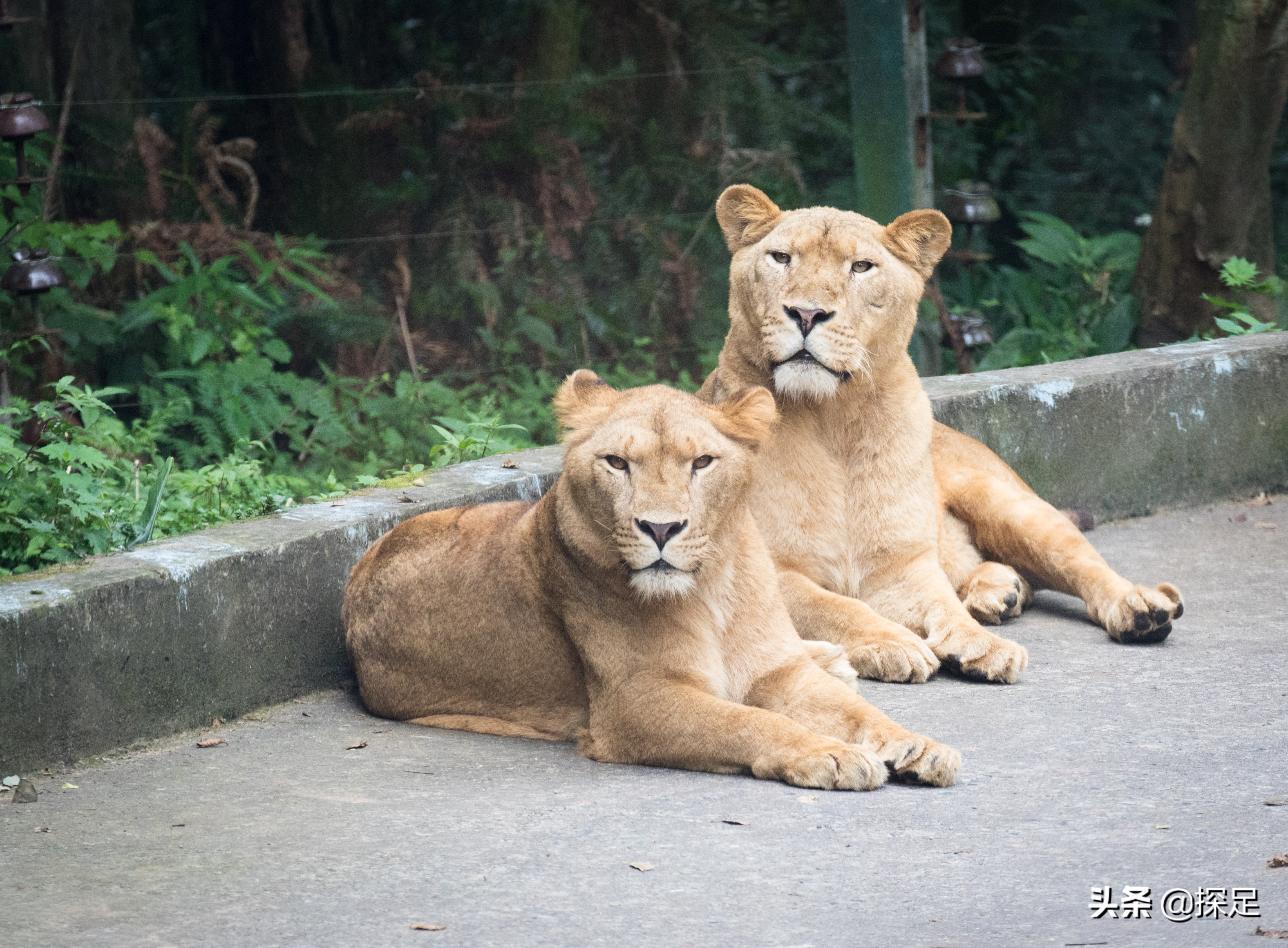 四川野生动物乐园 | 雅安碧峰峡野生动物世界