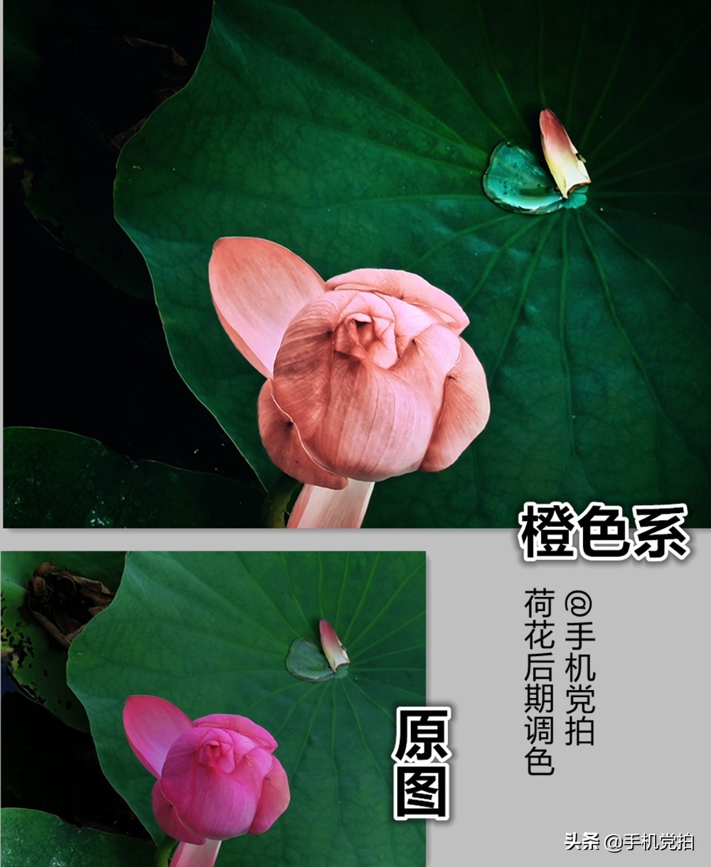荷花摄影技巧：如何调出惊艳的橙色效果让普通花朵焕发迷人光彩