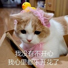 猫咪斗图表情包合集 你这是想干嘛呀