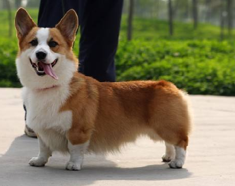 柯基幼犬图片(纯种) - 赤虎壹号