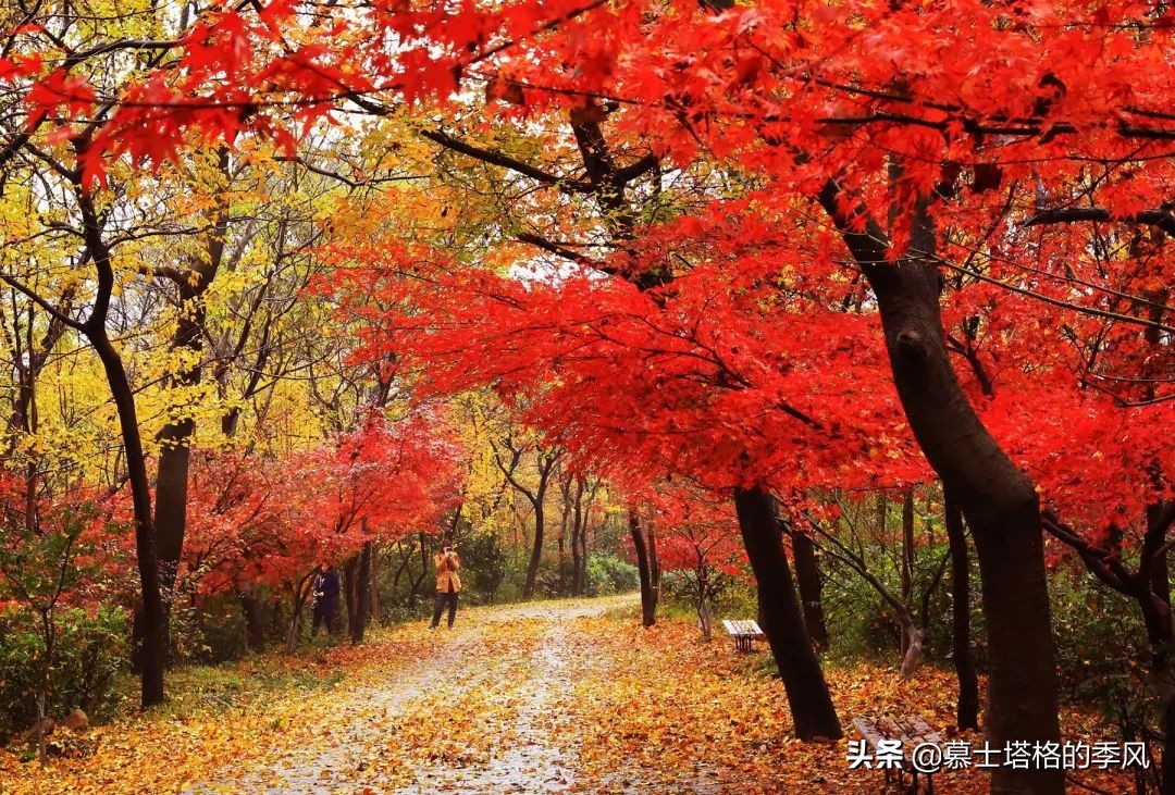 中国秋天最美的10处红叶(秋天红叶哪里最美) 