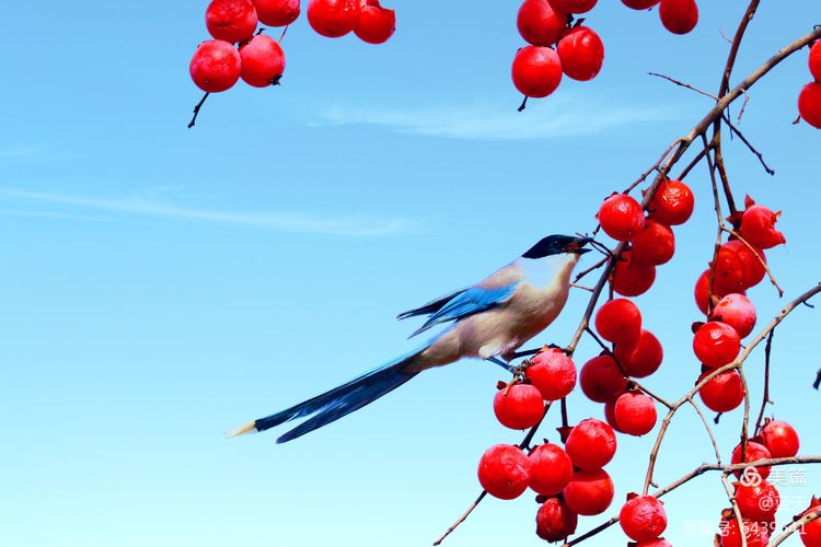 柿满枝头,柿柿如意