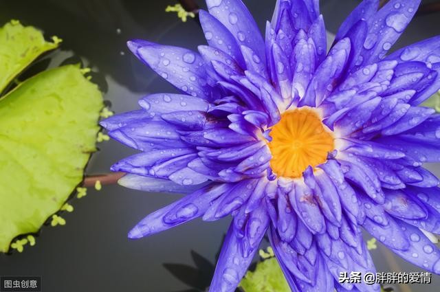 花开花落缘起缘灭，笑看花开是一种好心情，静赏花落是一种好境界