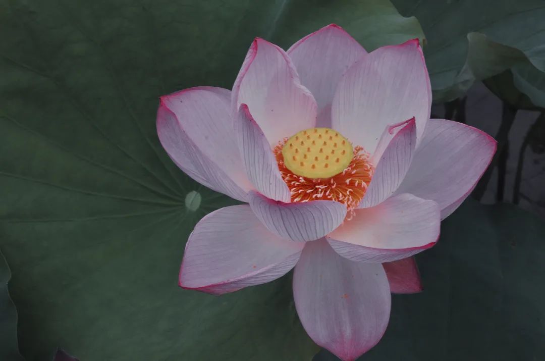 怀德学院“心怀正气 尚德倡廉”文化作品展