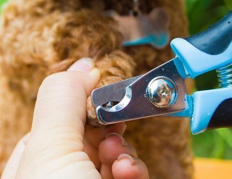 泰迪犬的這些美容步驟，主人掌握后能保持它的魅力