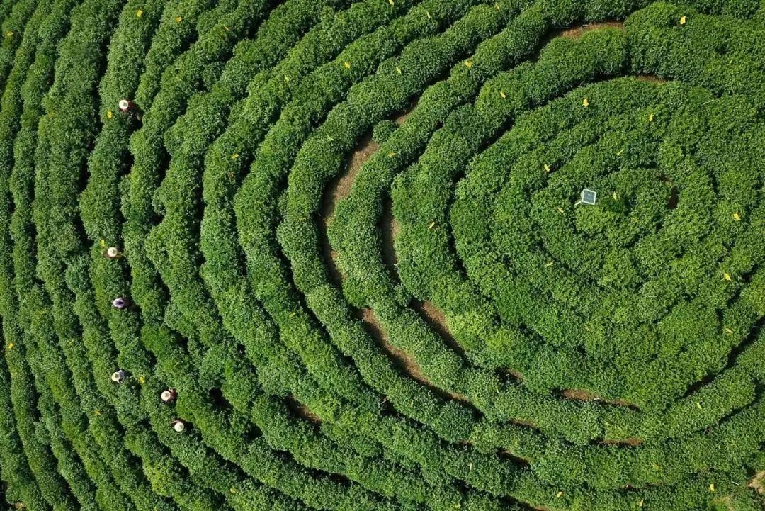 绿茶 | 颠覆传统让人过目不忘的茶——太平猴魁