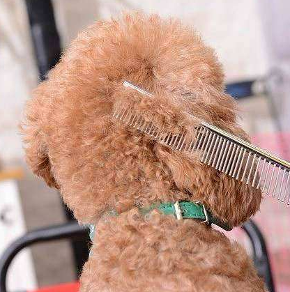 泰迪犬的這些美容步驟，主人掌握后能保持它的魅力