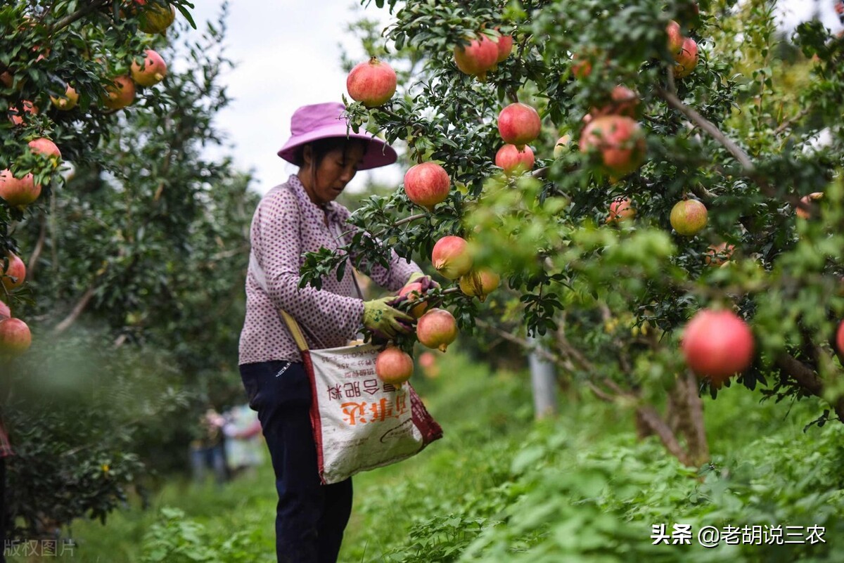 市场不相信眼泪，苹果价格已经跌至1元以下，低价抛售仍然卖不动