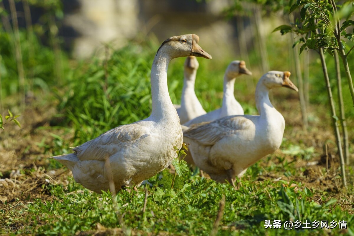 鵝公母怎麼分別(這幾種方法教你輕鬆分辨)