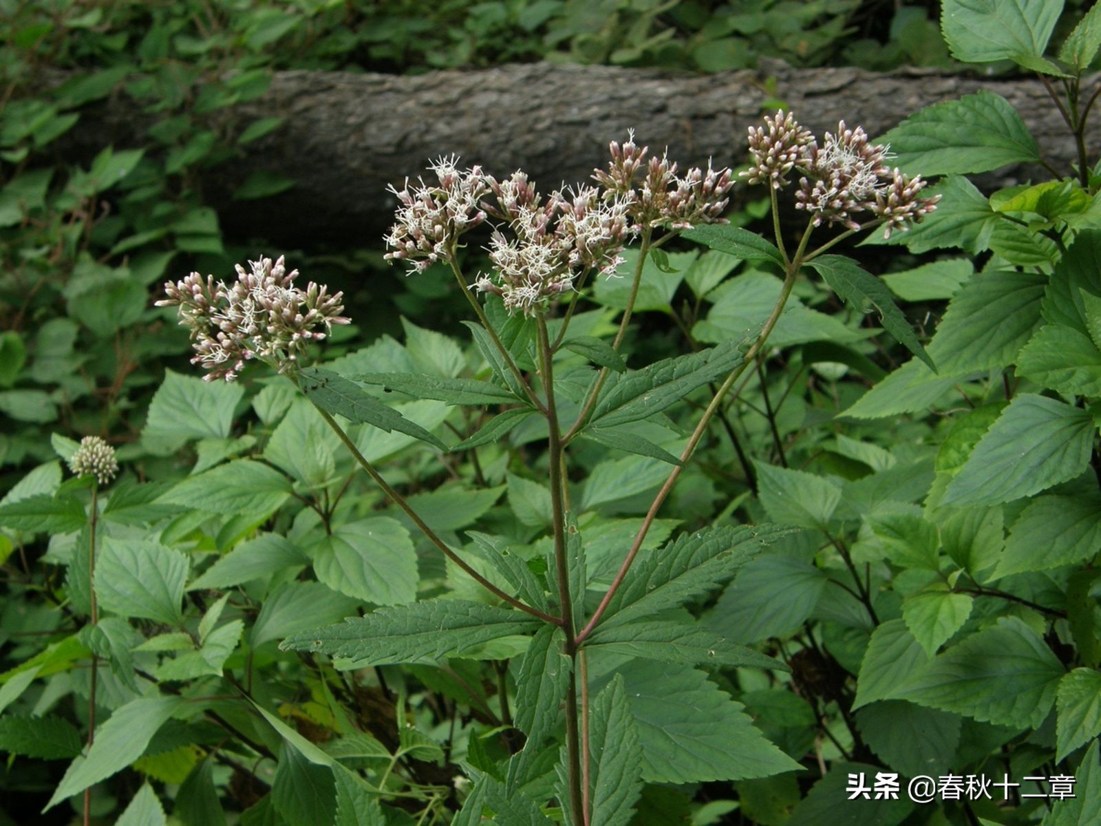 香品｜香料漫谈之兰为何物