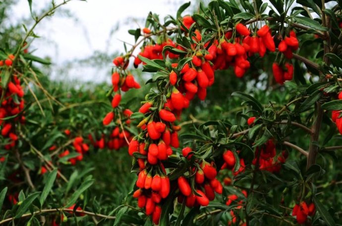 乡村散文:野枸杞