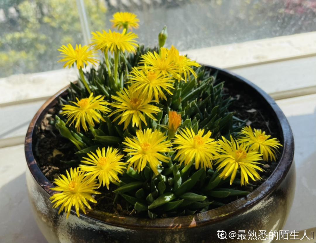 多肉开花会死?别担心,开完砍一刀,活得好好的