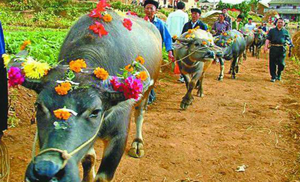 仡佬族牛王节为耕牛戴上大红花——布依族牛王节图片——土家族牛王节