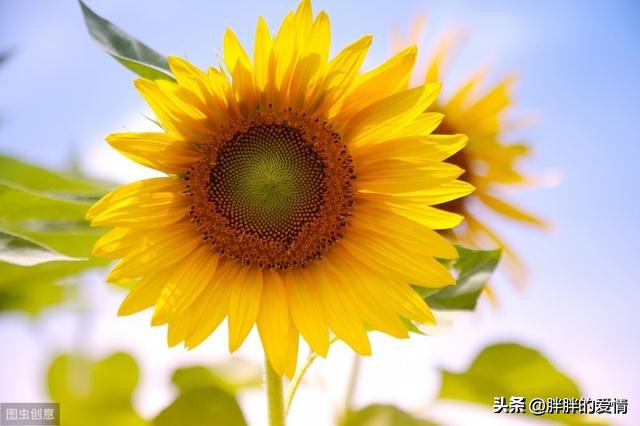 花开花落缘起缘灭，笑看花开是一种好心情，静赏花落是一种好境界
