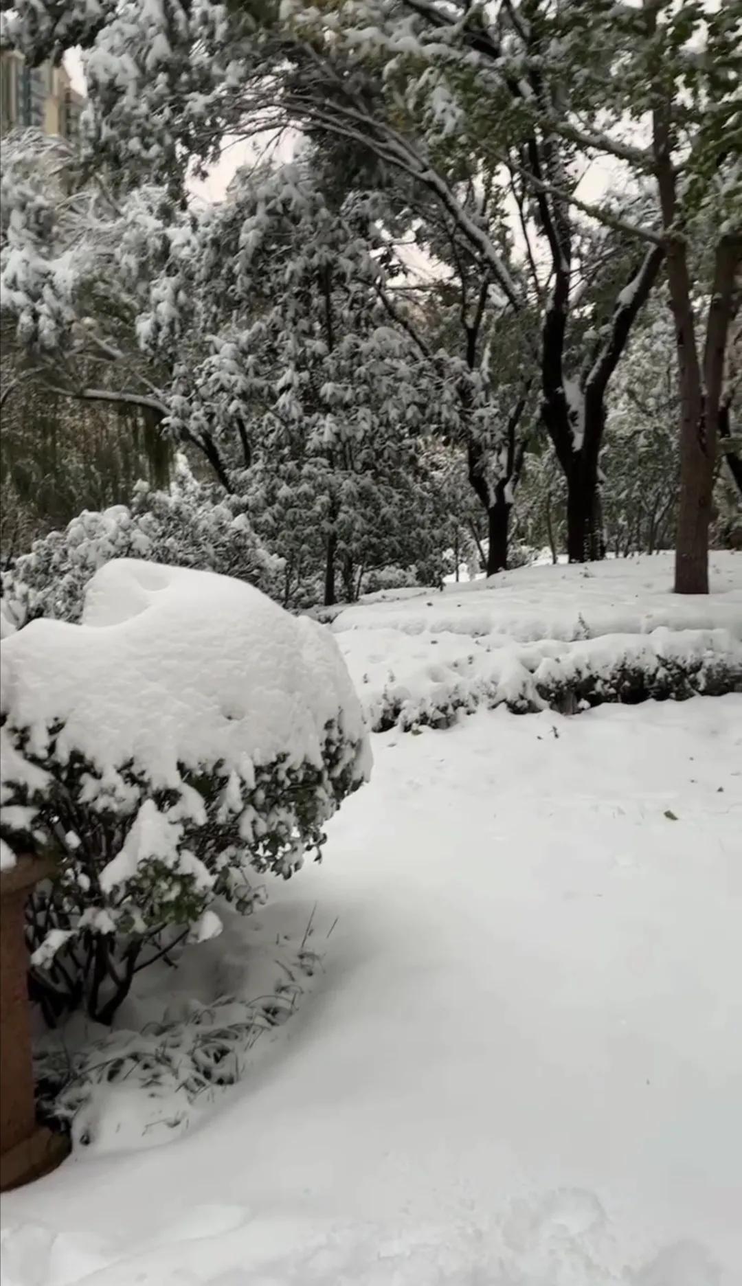风雪中的小鸟