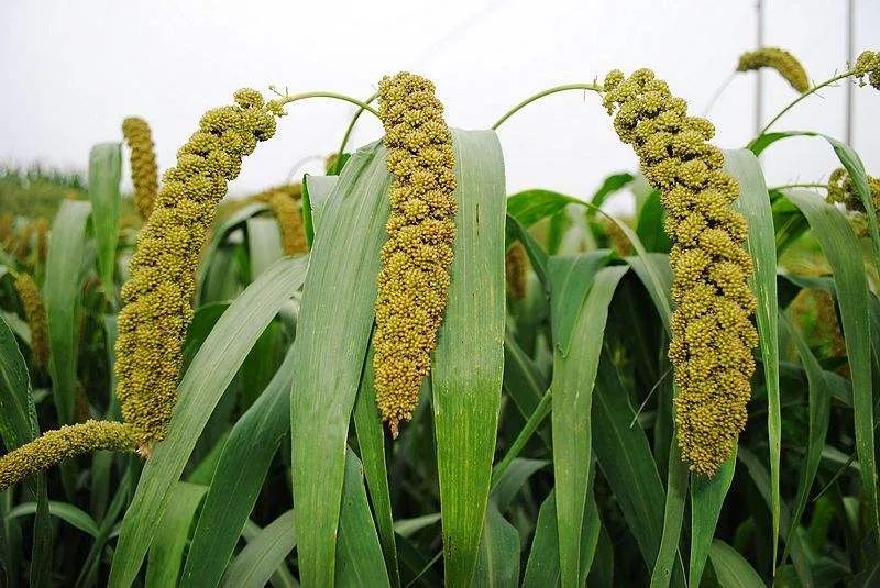 人们常说的：四体不勤，五谷不分，意思是骂人还是夸人呢？