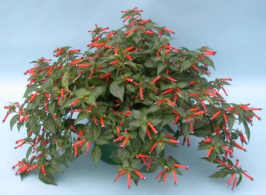 花朵如同小火焰般的雪茄花,适合养成阳台小盆栽,常年都可以开花