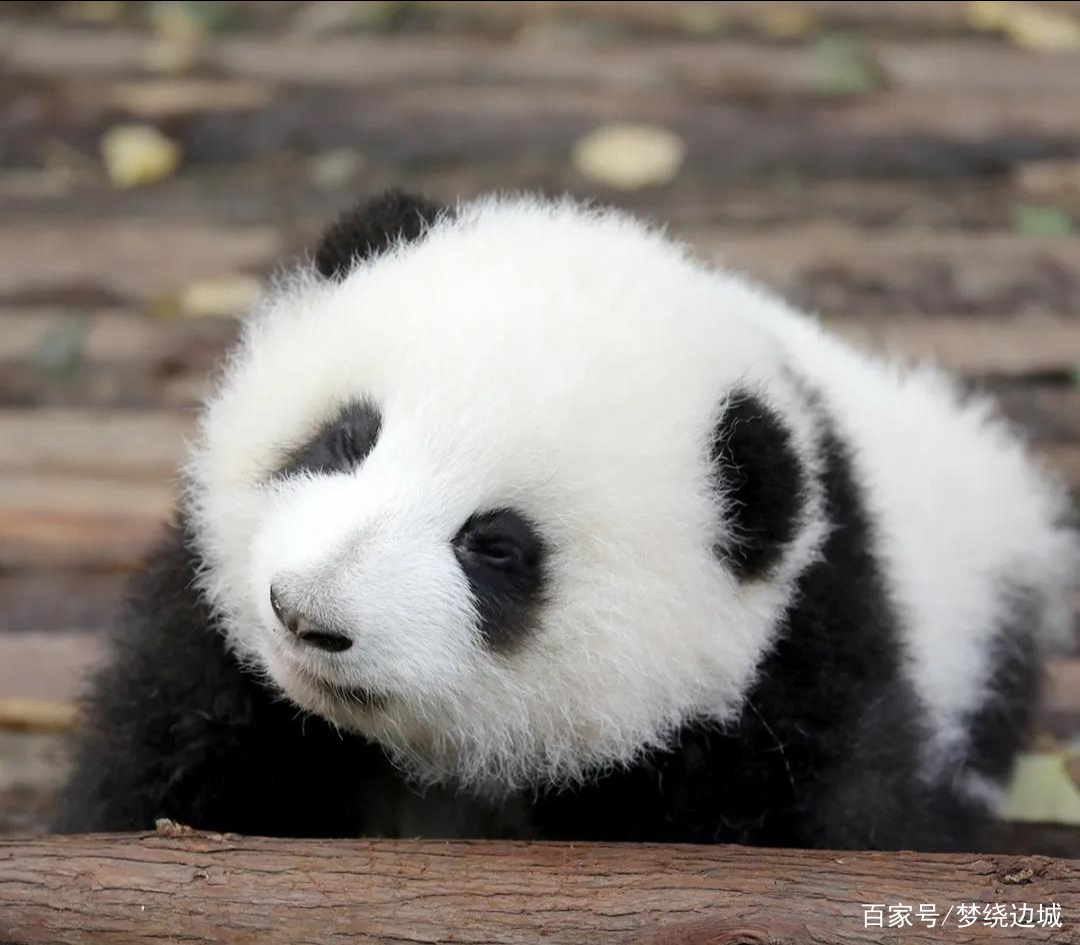 真爱都是“啃”出来的：被大熊猫啃，其乐无穷