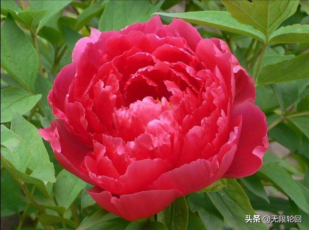 唯有牡丹真国色：10首最经典的牡丹花诗词