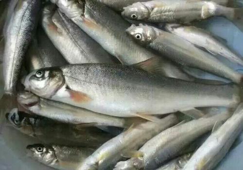 这些都是什么鱼?在你们那都叫啥?怎么吃,好吃吗?