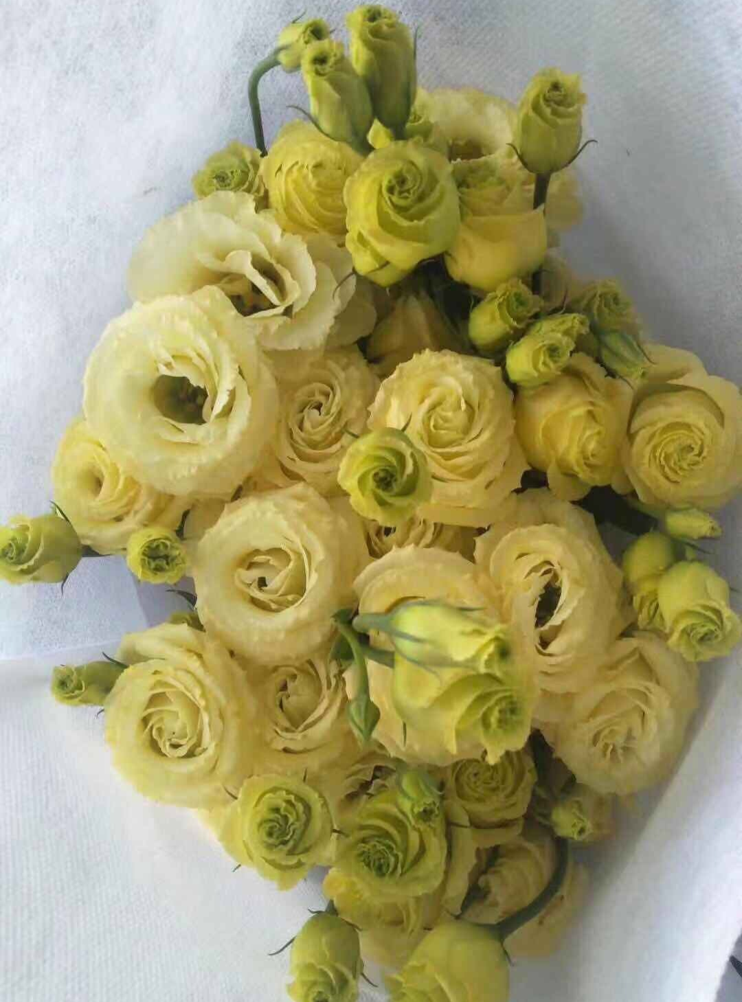 白色洋桔梗花语是什么（洋桔梗养护注意事项）