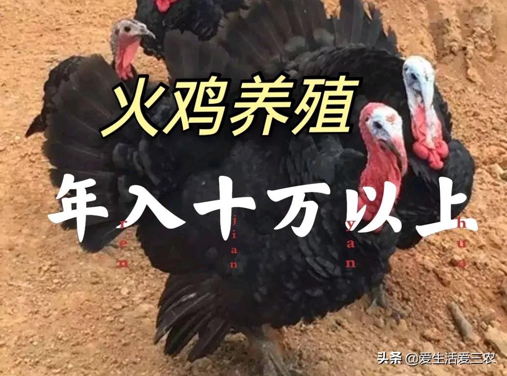 尼古拉火雞,尼古拉火雞可以長多大