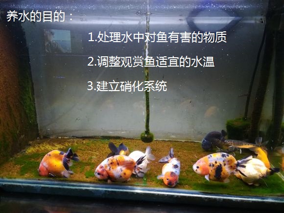 养鱼先养水到底是养的什么，空缸养水硝化系统如何得以建立？