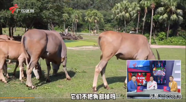 扎心!全红婵陈艾森长隆共进午餐,红姐问:你胖了几斤?森哥:我没胖