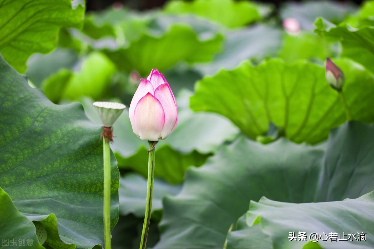 一年四季怎么分（一年四季怎么划分月份：春夏秋冬如何形成？）