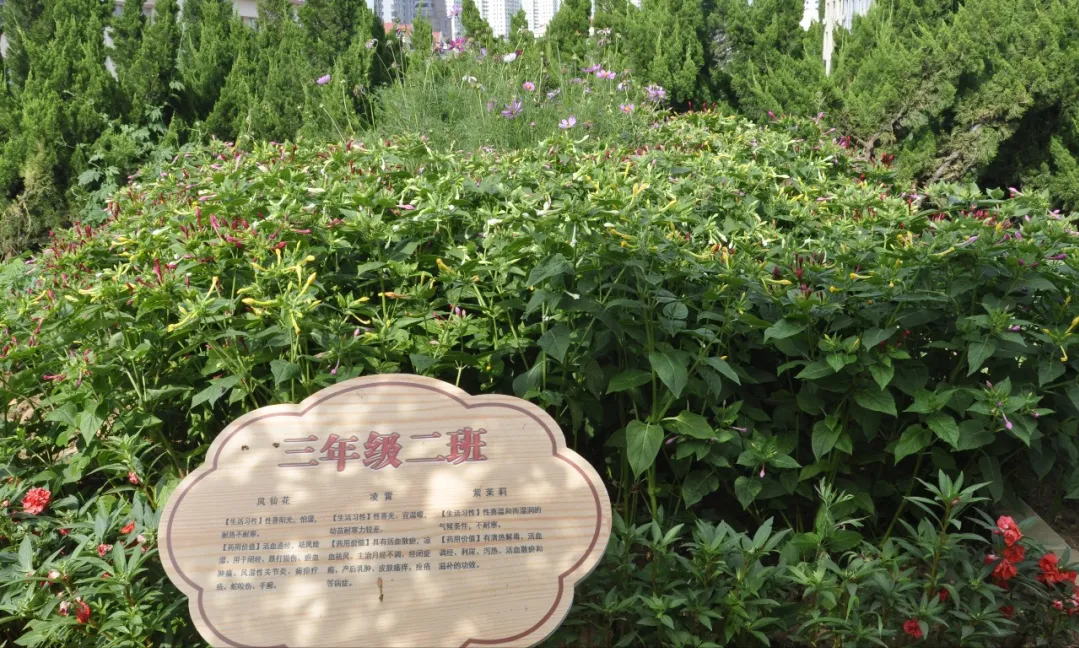 威海市环翠区北竹岛小学：构建“333”体系 高质量推动中医药文化进校园