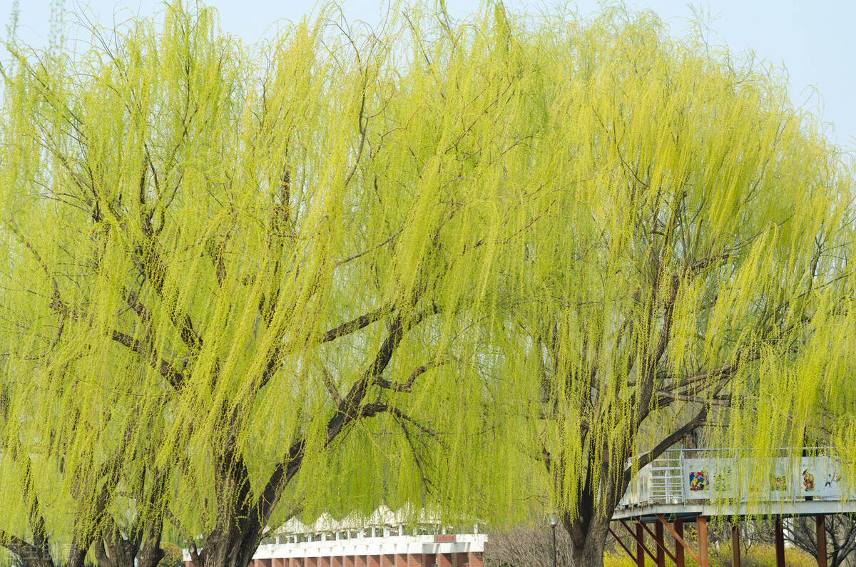 春风拂柳,我醉春风