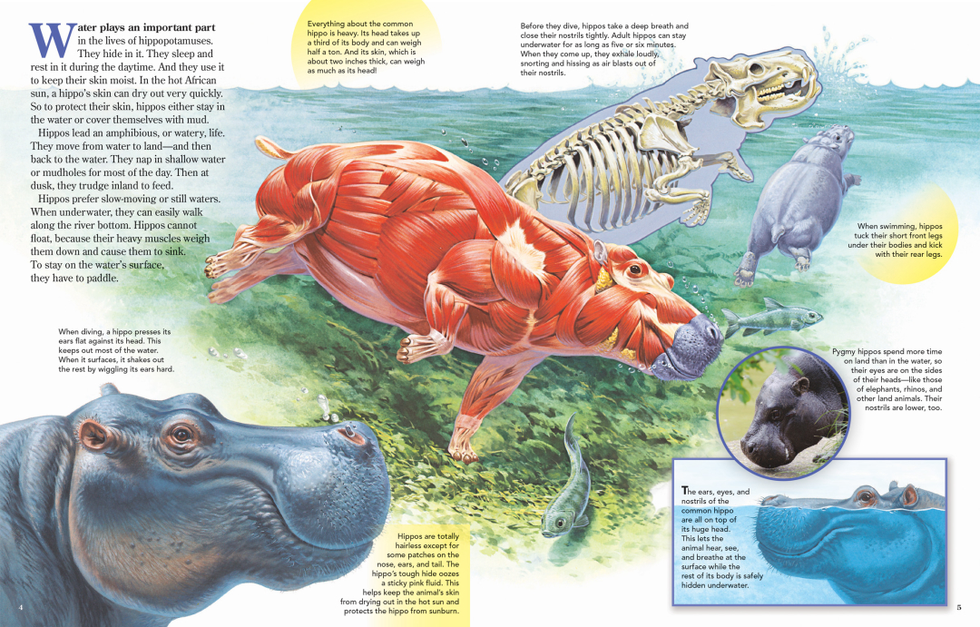每年有成千上万的鱼群,被河马拉的屎给憋死
