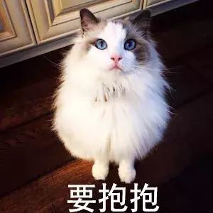 布偶猫价格那么贵合理吗?就算买得起也不一定适合养