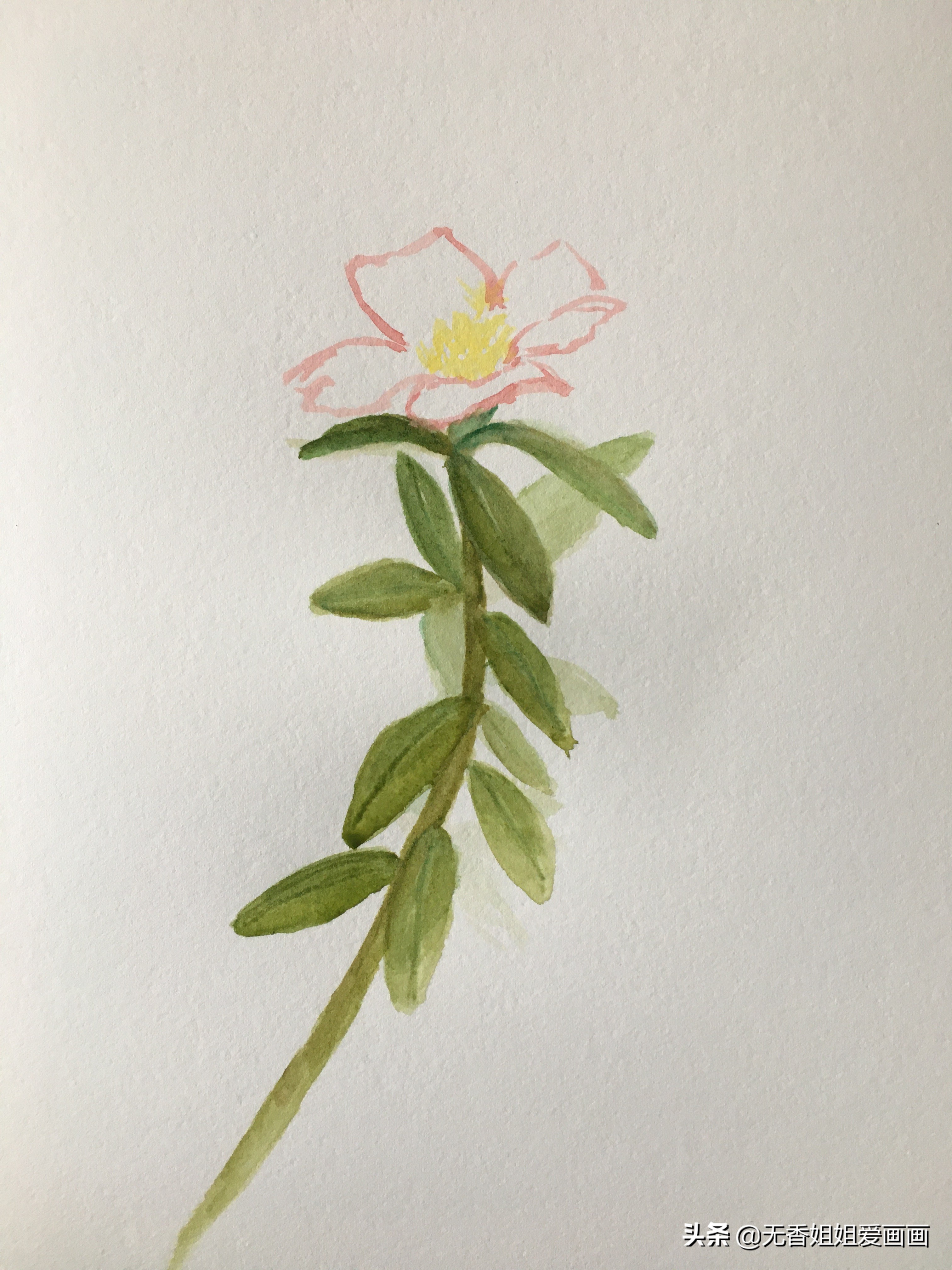 马齿苋简笔画(教你手绘一株漂亮的马齿苋)-最美岛