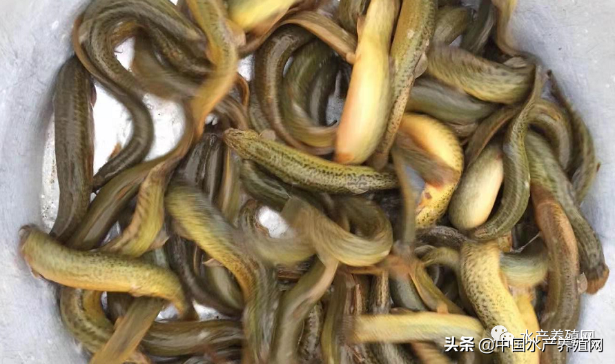 泥鰍苗多少錢一斤,臺灣泥鰍苗多少錢一斤