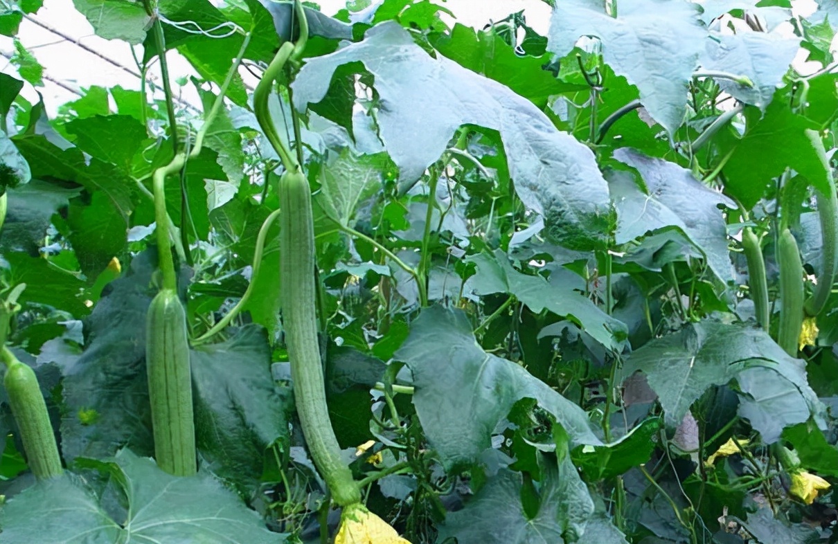 秋天的丝瓜藤别砍掉了,它的汁水1斤卖百元,俗称"美人水"