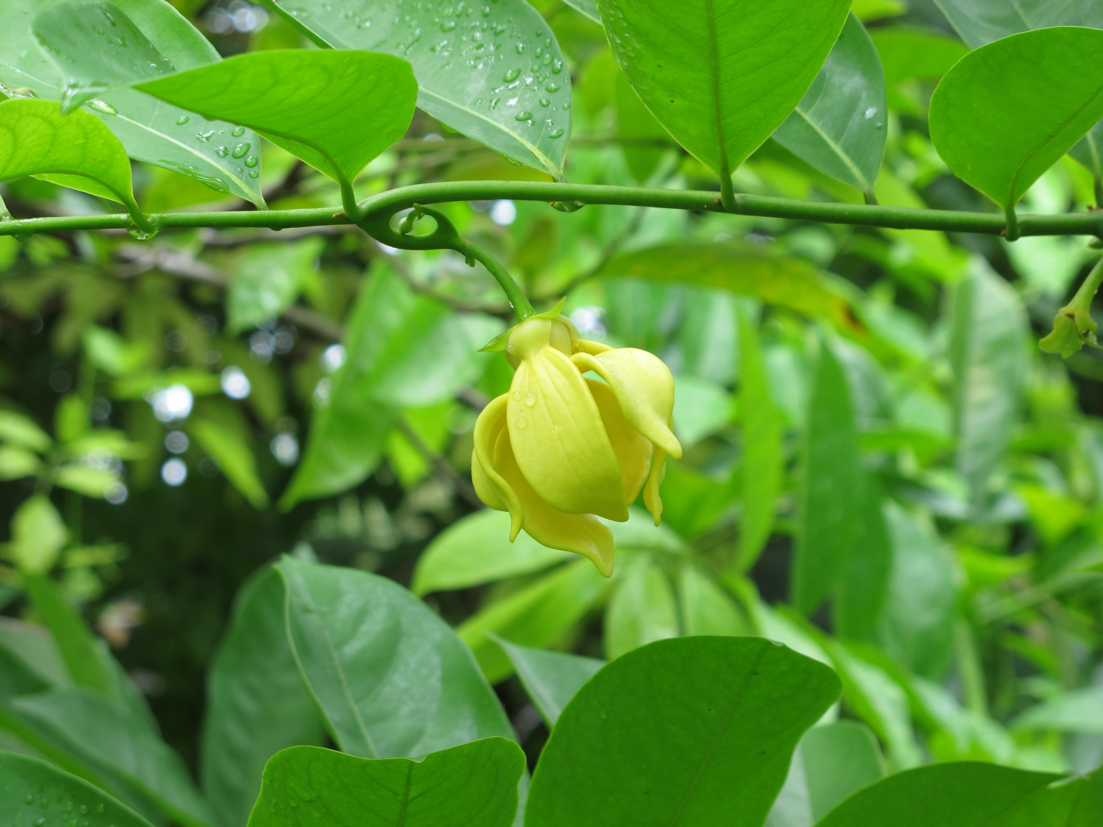 闻香识树  鹰爪花：别让我香消玉殒