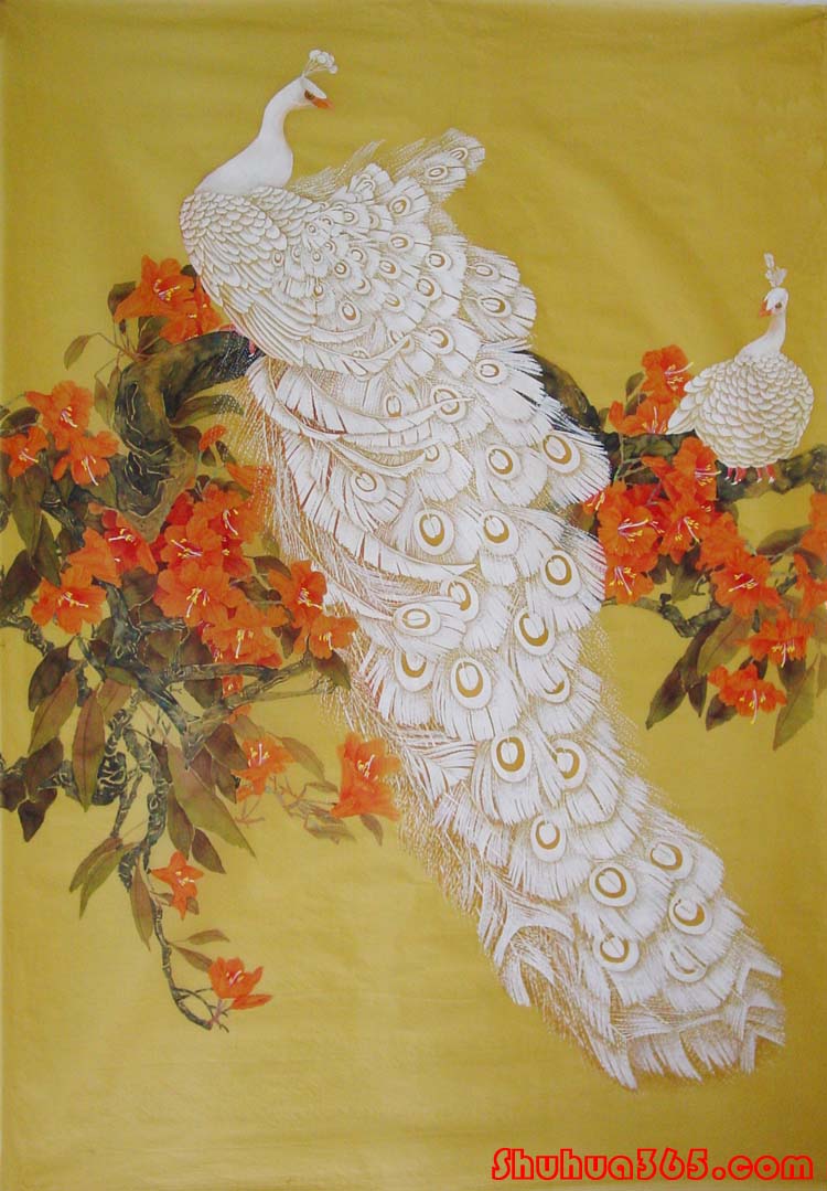 高贵,冷艳的白孔雀