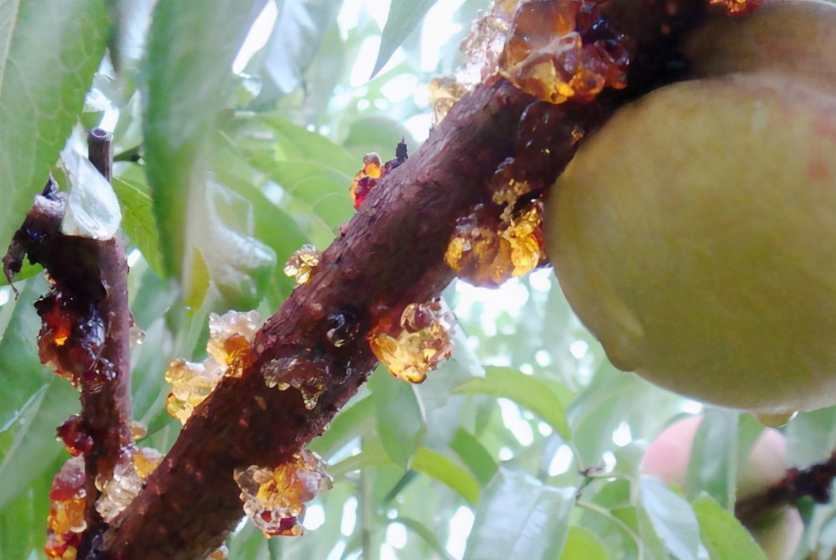 儿时常偷吃的桃树胶,曾炒到30元1斤,如今常掉一地,不值钱了?