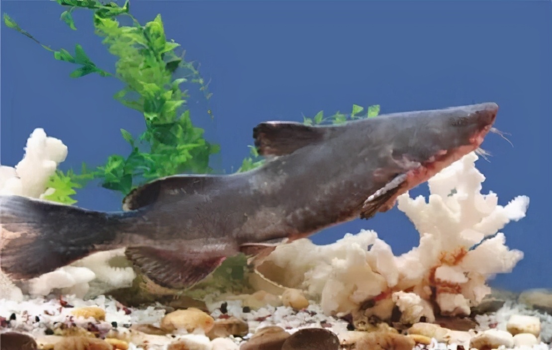 我觉得很好养也好吃?鲶鱼很脏吗?