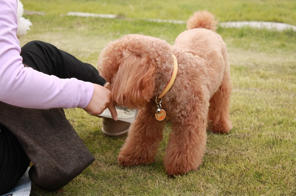 新手须知：泰迪幼犬狗粮喂多少？