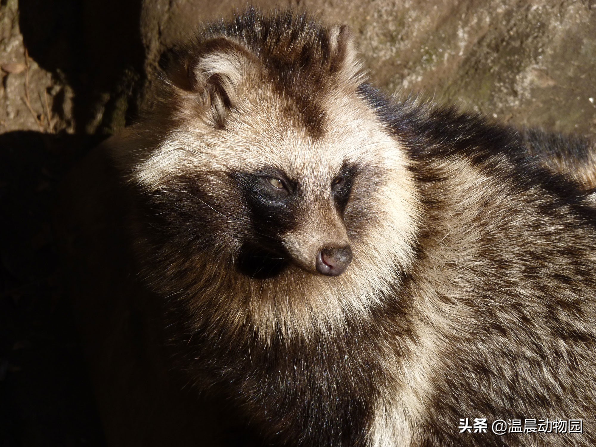 化狸:日本传说中的妖怪,爱喝酒捉弄人,会用树叶变身
