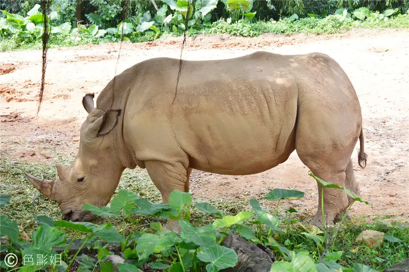 长隆欢乐世界旅游攻略景点必去（三天三夜欢乐长隆之旅）